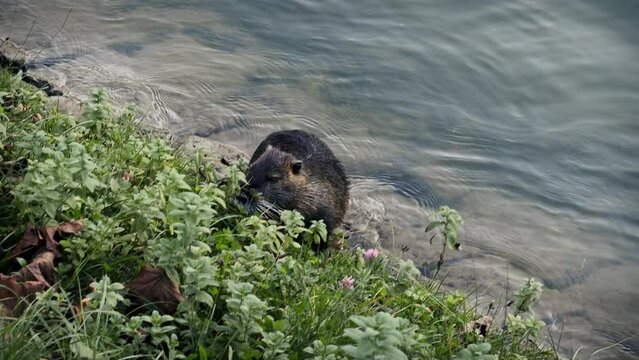 nutria otter on riverbank