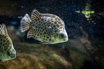 Paris, France - 12 09 2023: Palais de la Porte Dor&eacute;e. Tropical fishes. View of a Spotted Pavilion.