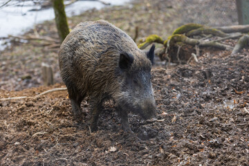 Wild boar - Sus scrofa - in the forest and by the in its natural habitat. Photo of wild nature.