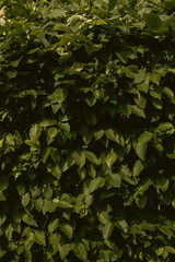 Close-up of a green bush in a garden. - 698695392