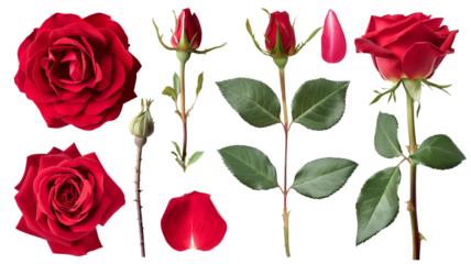 Different part of red rose flower, green leaves, isolated on transparent background