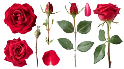 Muurstickers Ochtendgloren Different part of red rose flower, green leaves, isolated on transparent background