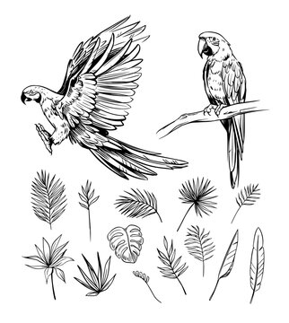 macaw parrot, tropical bird, parrot. Set of vector illustrations, sketches. diy objects for pattern design