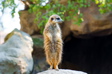 Wildlife Watch: Meerkat in Natural Habitat