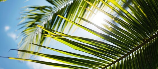 Coconut leaf against blue sky background texture.