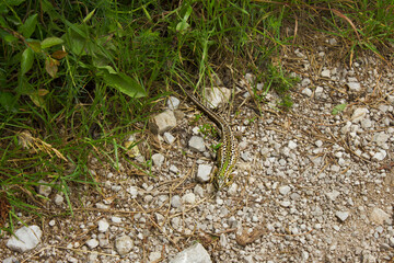 green spotted lizard close-up on a rocky path in a meadow
