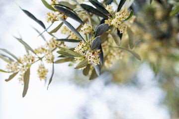 olive tree flowers against the sky - 698701315