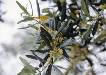 olive tree flowers against the sky - 698701525