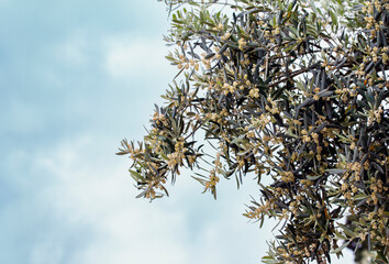 olive tree flowers against the sky - 698701543