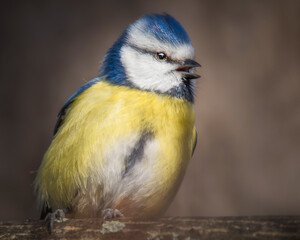 Singende Blaumeise auf einem Ast