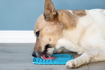 cute dog using lick mat for eating food slowly - obrazy, fototapety, plakaty