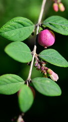 Snowberry Magical Galaxy - Latin name - Symphoricarpos x doorenbosii Magical Sweet. Mother of Pearl...