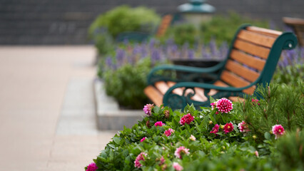 Wooden bench surrounded by picturesque flowerbeds. A fragment of the infrastructure of the urban...