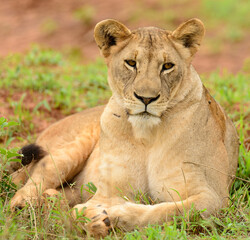 Closeup of a  Lioness (scientific name: Panthera leo, or "Simba" in Swaheli)  in the Tarangire, National park, Tanzania
