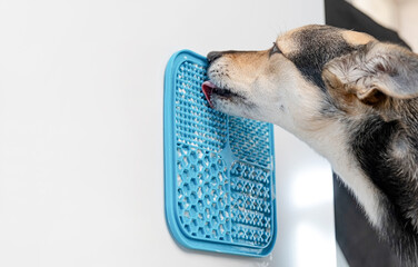 cute dog using lick mat for eating food slowly