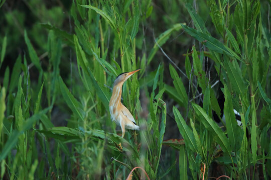 Little bittern concealed in reeds in blurred background