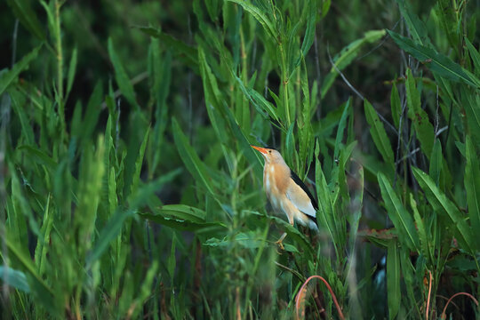 Little bittern concealed in reeds in blurred background