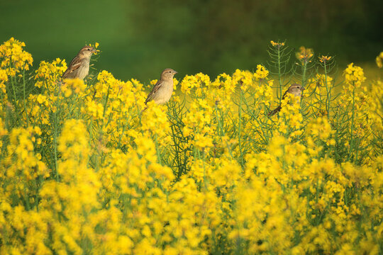 House sparrows perched amidst vibrant yellow rapeseed flowers in a field