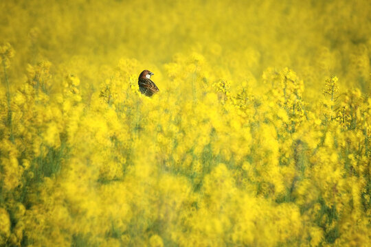 A solitary Spanish sparrow surrounded by a sea of yellow rapeseed blossoms