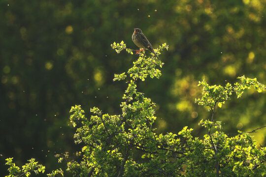 A corn bunting singing on a sunlit hawthorn branch in a wooded area