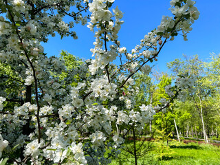Apple blossom in the garden. Nature background. Close-up.