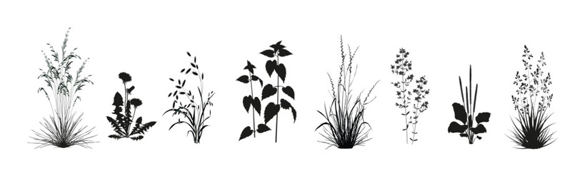 Fescue grass, dandelions, Trifolium arvense, nettle, ryegrass, St. John's wort, plantain, bluegrass isolated on a white background. Field (meadow, pasture) plants vector silhouette drawings set.