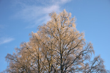 birch trees in hoarfrost