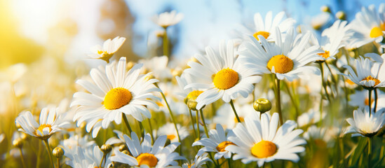 Field of daisies in spring
