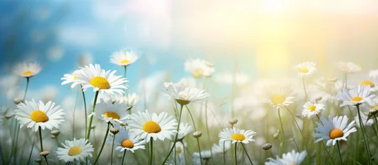 Fototapeten Meadow with blooming daisy flowers  © eyetronic