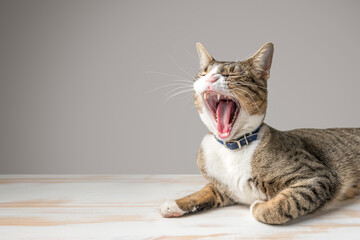 Yawning funny cat with open mouth close-up on gray background.