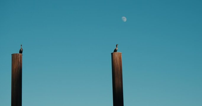 Double crested Cormorant birds perched on rusty poles in front of a blue sky with the moon 