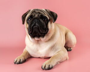 Obraz premium Cute Pug dog sitting on pink background.