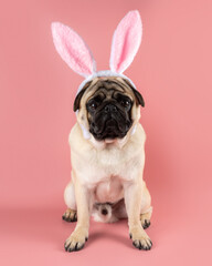 Funny Pug dog wearing Easter bunny ears on pink background.