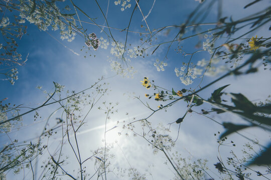 flowers and sky
