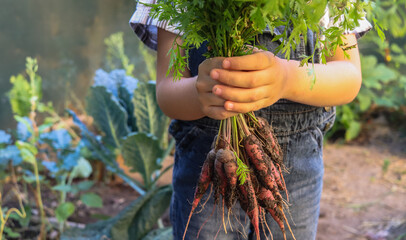 purple carrots in the hands of a little farmer boy in the garden - obrazy, fototapety, plakaty