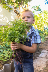 purple carrots in the hands of a little farmer boy in the garden