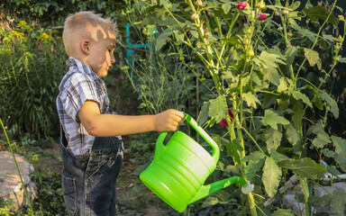 boy watering plants with a watering can in the summer garden