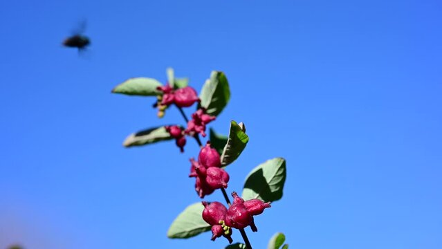 The pink rounded snowberry (Symphoricarpos orbiculatus) in autumn garden. Round is a shrub, species of the genus Snowberry of the Honeysuckle