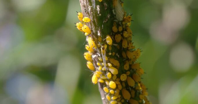 Aphids on a flower pod of a plant 