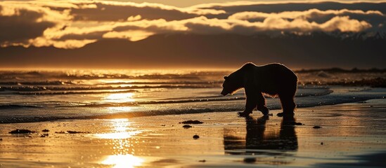 Sunrise at Silver Salmon Creek in Alaska, showcasing a silhouette of a mature grizzly bear on the beach.