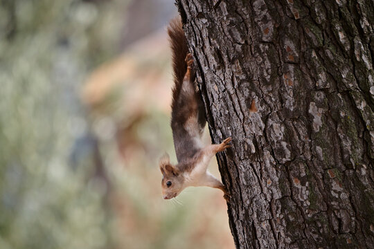 Alert Squirrel Descending a Tree Bark