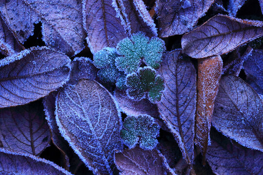 Frosty leaves texture in cold winter hues