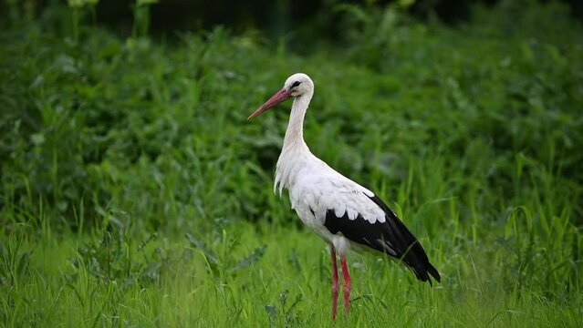 Storch im Gras
