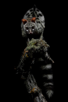 Mysterious nocturnal Genet perched on a mossy branch