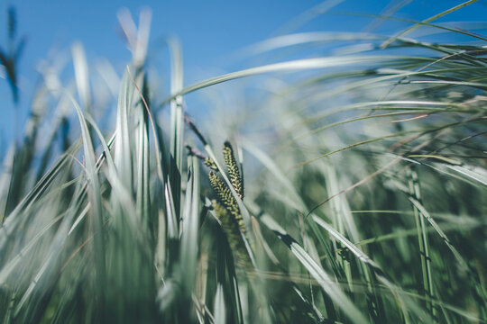 grass and sky
