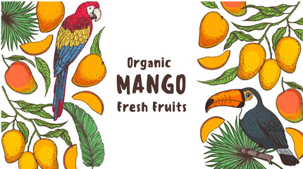 Ripe mango, palm leaves, parrot and toucan bird. Hand drawn vector illustration. Tropical fruit. Packaging design, menu design, juice packaging. Mango frame.