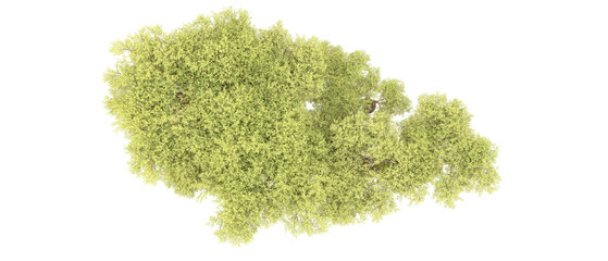 Obraz premium Green forest isolated on background. 3d rendering - illustration