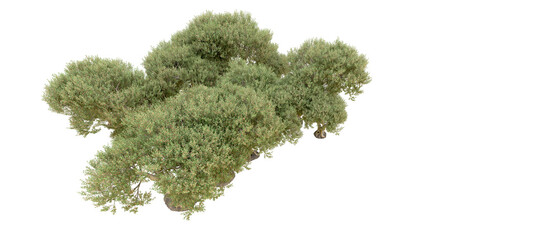 Obraz premium Green forest isolated on background. 3d rendering - illustration