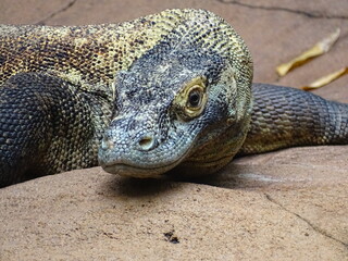 Komodo Dragon (Species Lizard)