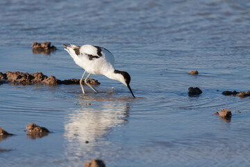 Migratory Pied avocet (Recurvirostra avosetta)